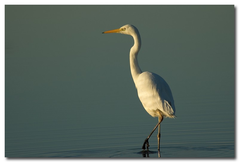 Airone bianco maggiore - Casmerodius albus